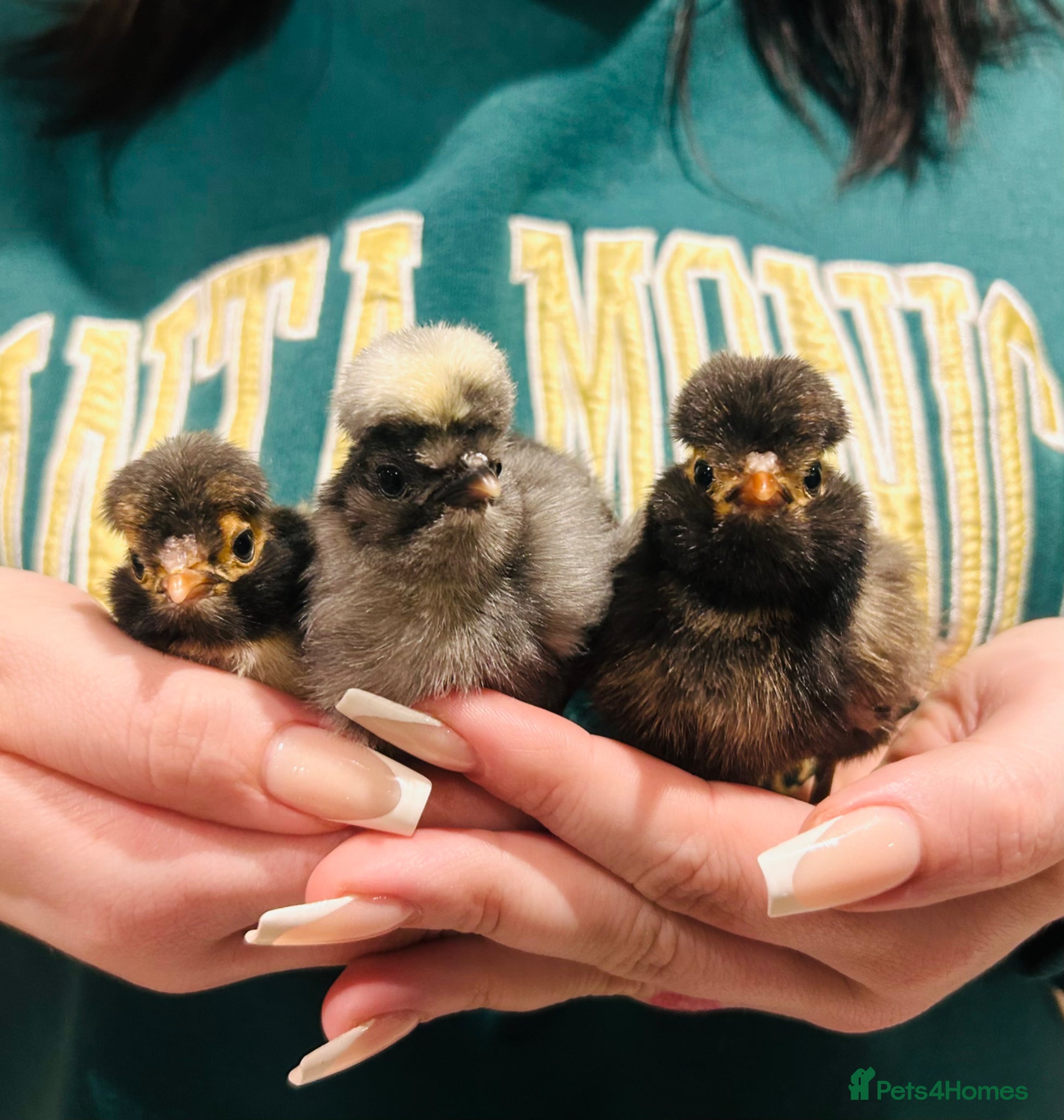 Chickens poultry Polish (Poland) chicks available - Advert 1