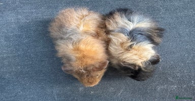 Guinea Pig rodents - Advert 4