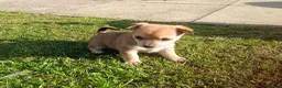 Pomchi dogs for sale: Pomchi - Advert 10