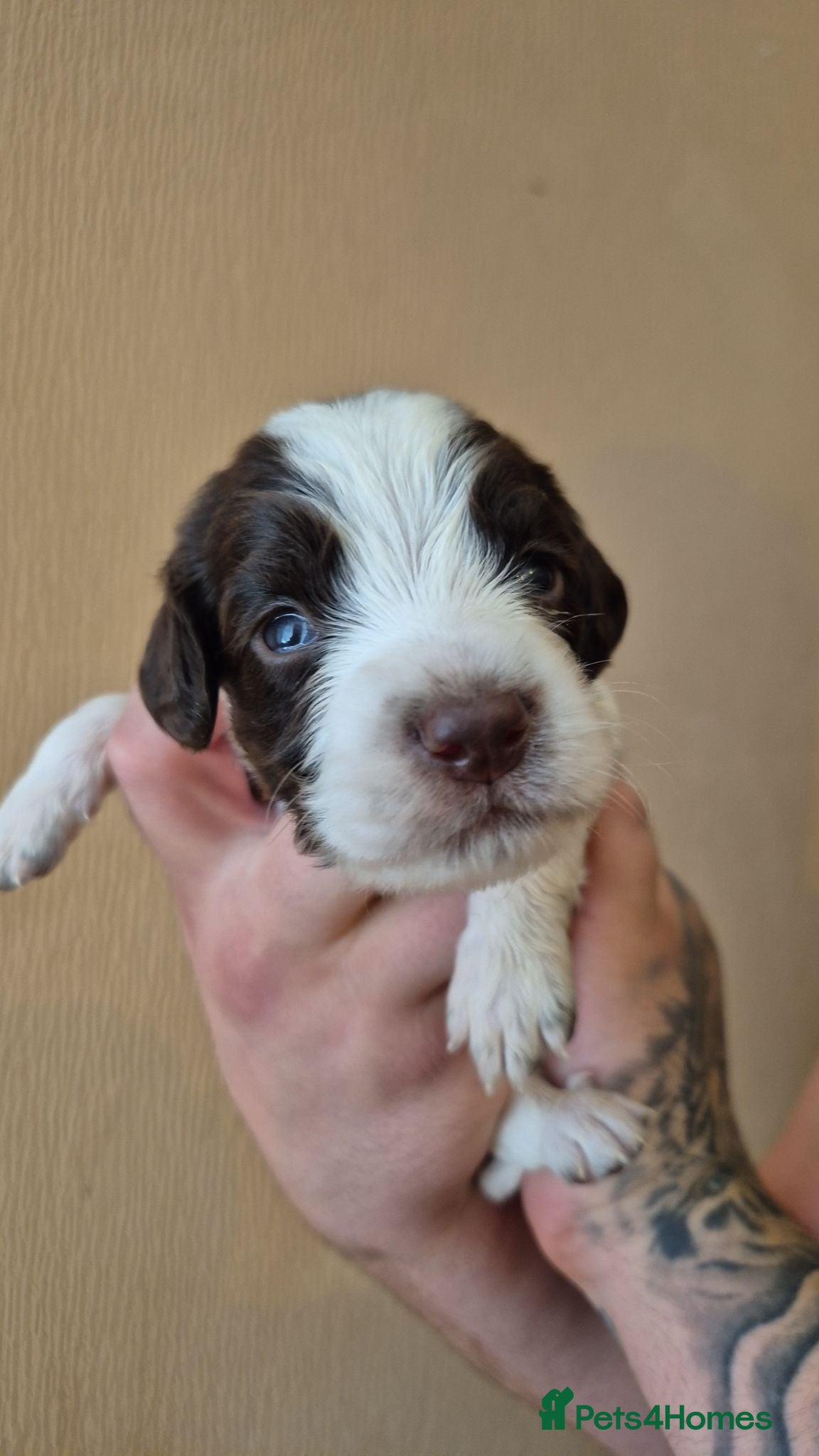 Sprocker dogs Sprock pups for sale  - Advert 5