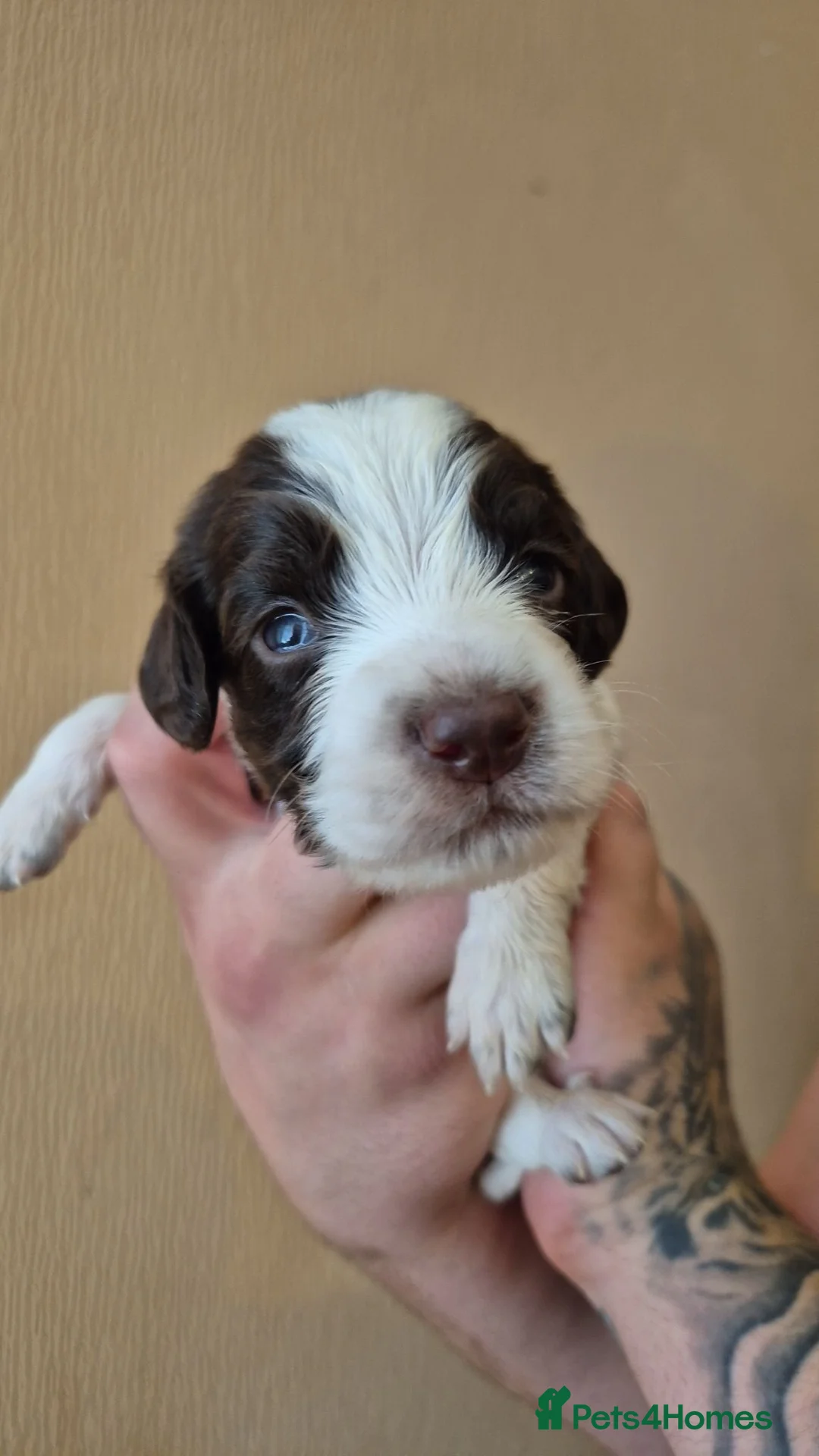 Sprocker dogs for sale: Sprock pups for sale  - Advert 1