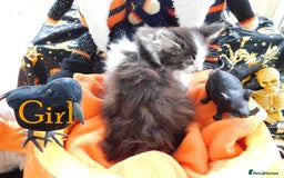 Maine Coon cats for sale: FABULOUS FLUFFY PEDIGREE MAINE COON KITTENS - Image 16