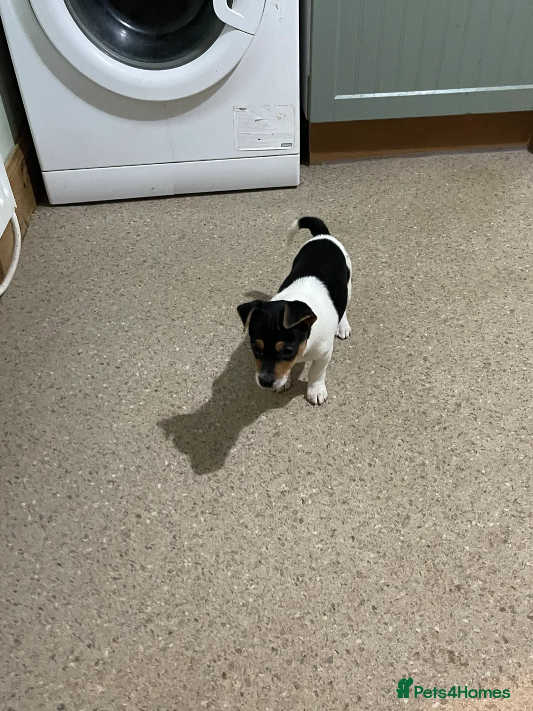 Jack Russell dogs for sale: Jack Russell pup for sale  - Advert 3
