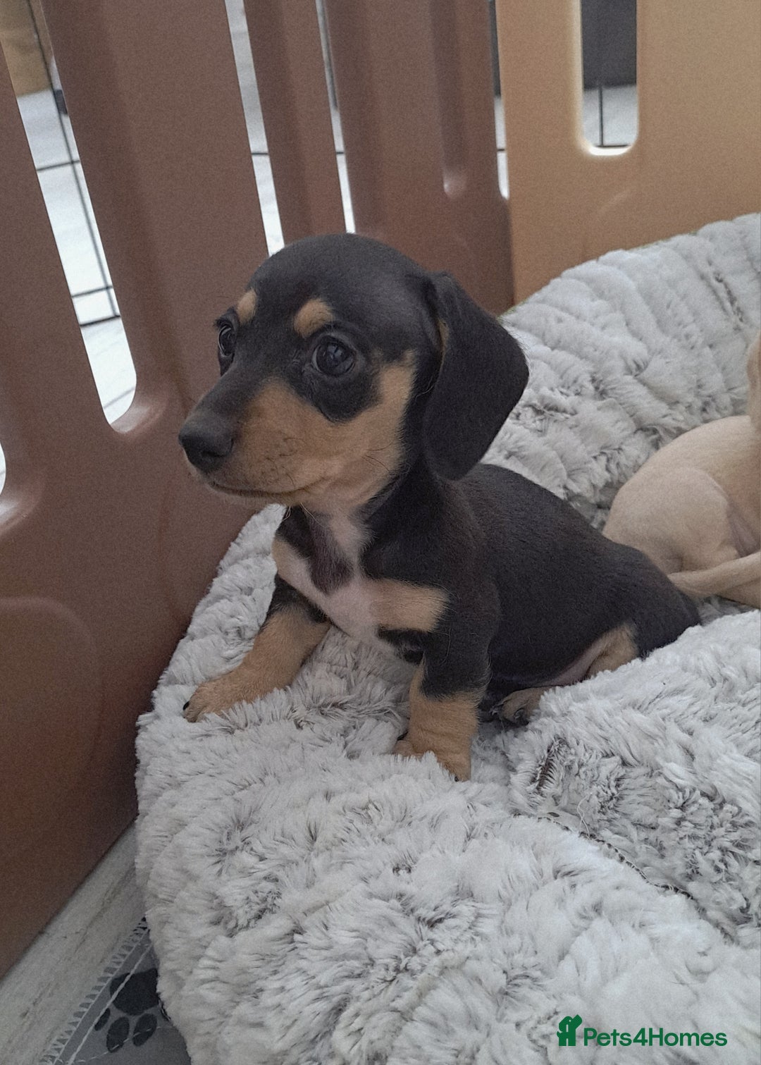 Dachshund dogs for sale: Miniature dachshund girls, cream & black and cream - Image 6