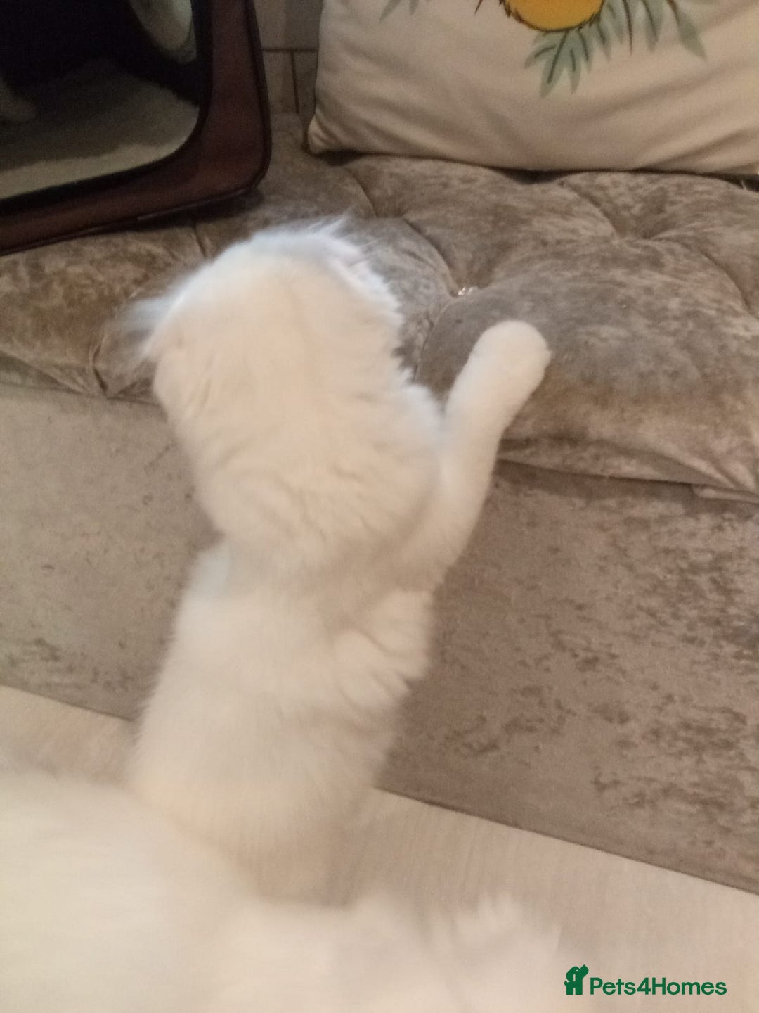 Scottish Fold cats for sale: ready now for there forever homes - Image 8