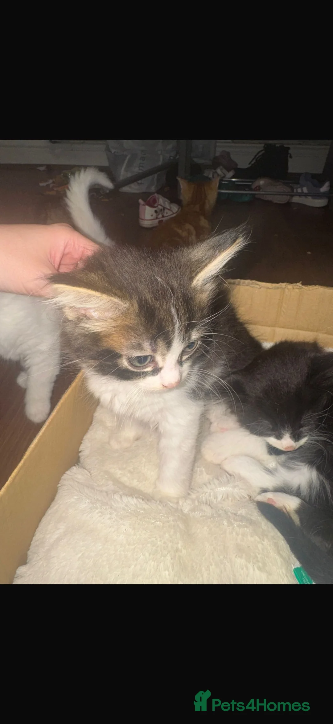 Mixed Breed cats for sale: X2 male kittens - Advert 3