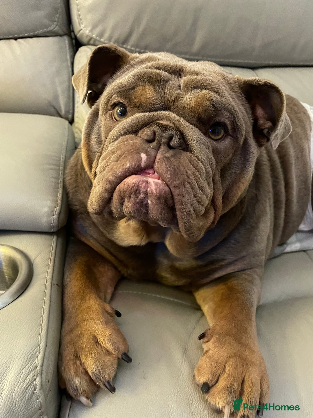 English Bulldog dogs for sale: Nala-Rose 15 month’s old - Advert 2