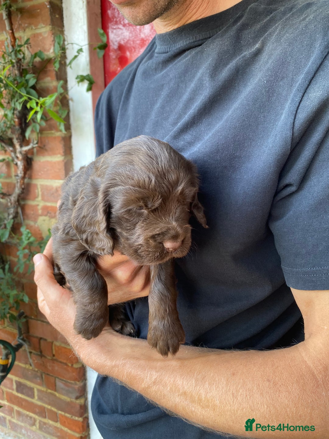 Cocker Spaniel dogs for sale: Adorable Working Cocker Spaniel Puppies  - Image 4