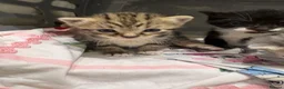 Mixed Breed cats for sale: Mixed kittens available  - Advert 15