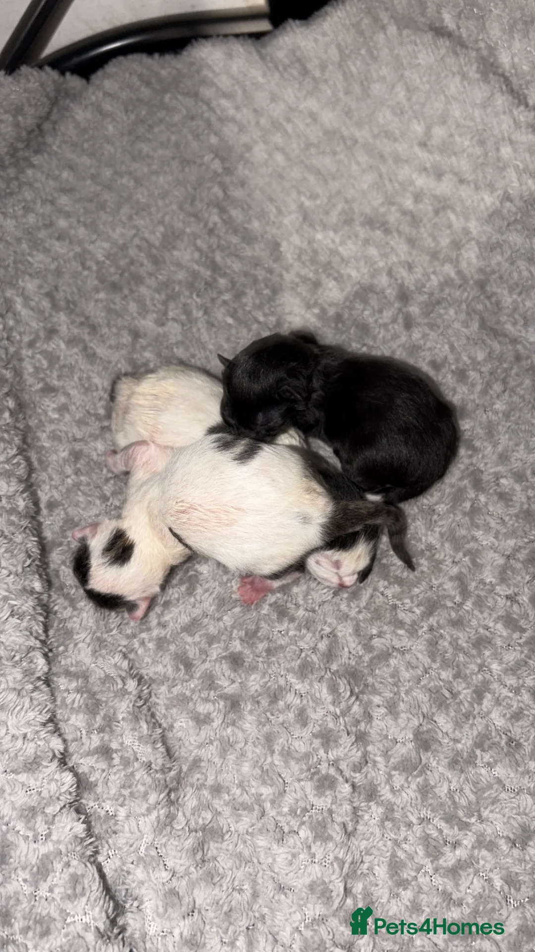 Mixed Breed cats for sale: Mixed breed kittens in Stratford-upon-Avon - Advert 2