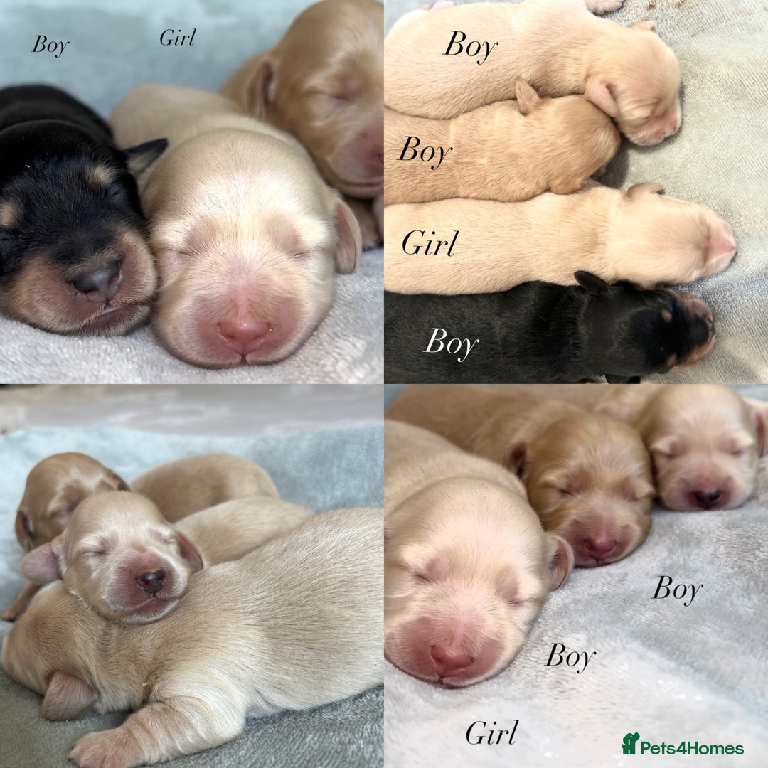 Miniature Dachshund dogs for sale: CREAM MINIATURE DACHSHUNDS💛 - Image 1