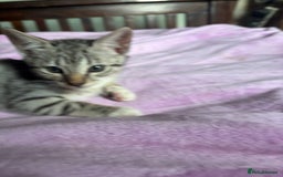 Savannah cats for sale: Savannah SBT adorable silver spotted boys and girl - Image 7