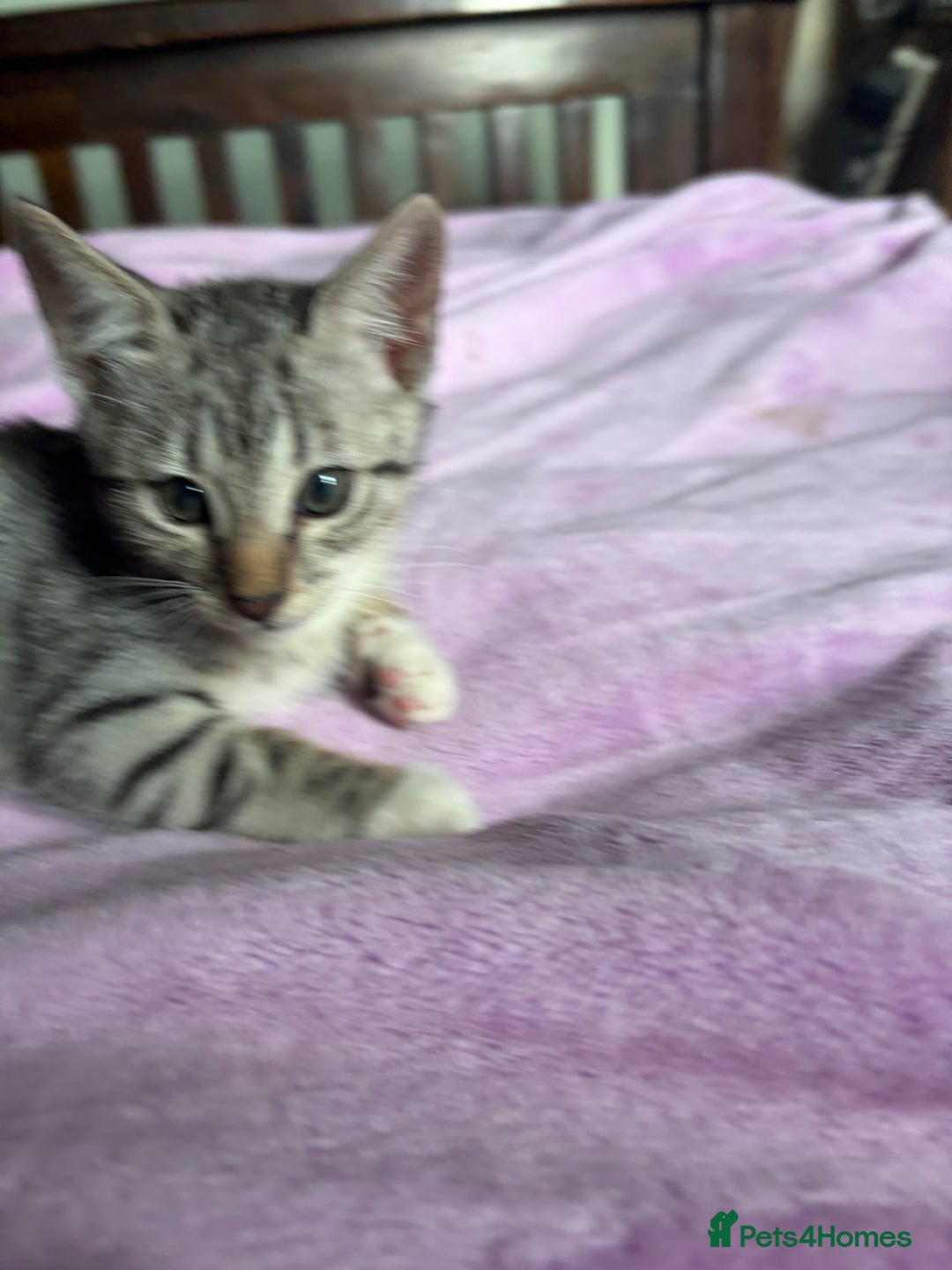 Savannah cats for sale: Savannah SBT adorable silver spotted boys and girl - Image 7