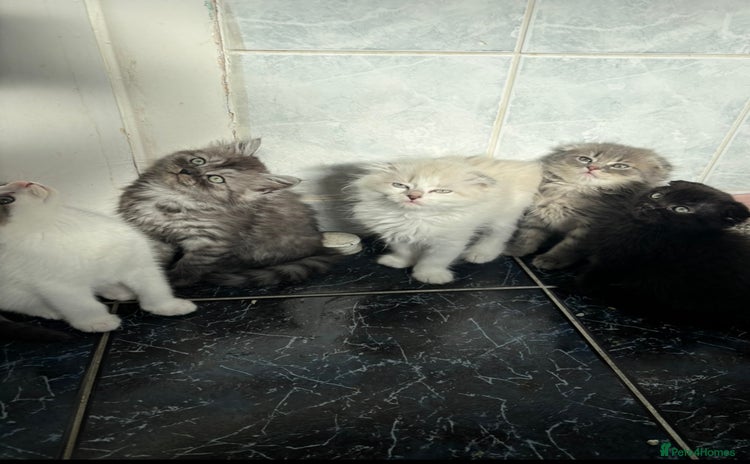 Scottish Fold cats - Advert 13