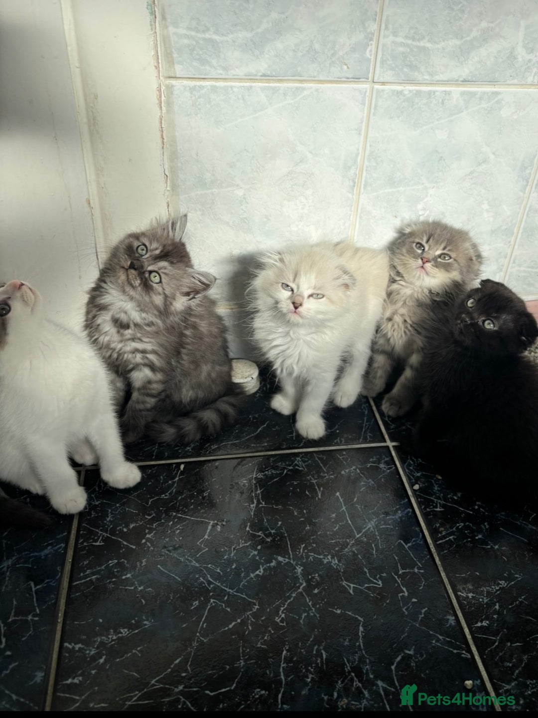 Scottish Fold cats for sale: 5 fluffy Scottish fold kittens  - Image 1