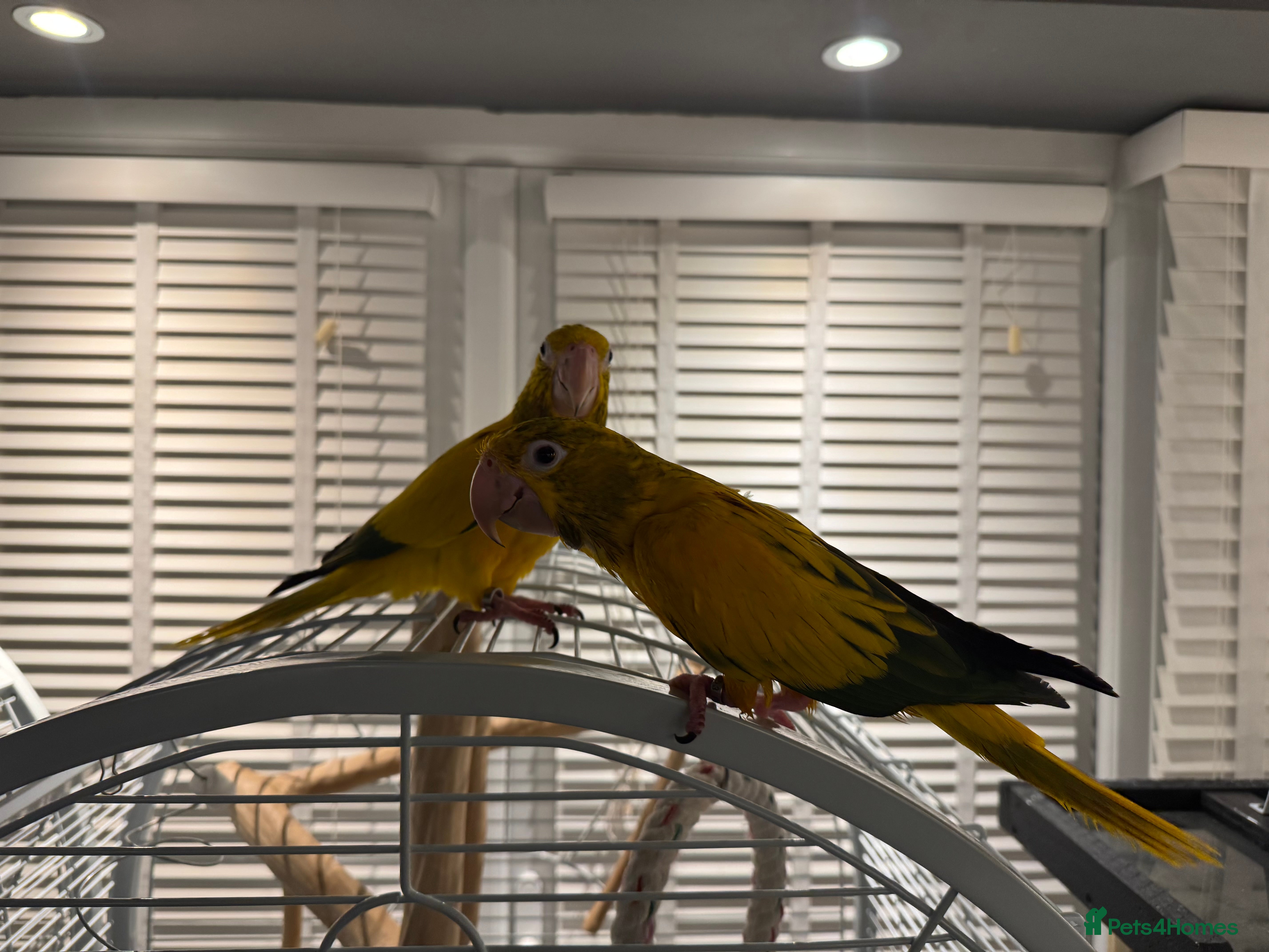 Parrots birds Rare Golden Conure Queen of Bavaria - Advert 1