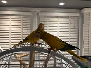 Parrots birds Rare Golden Conure Queen of Bavaria - Advert 1