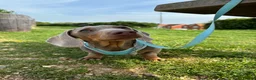Miniature Dachshund dogs for sale: Lilac and tan miniature Dash-hound  - Advert 2