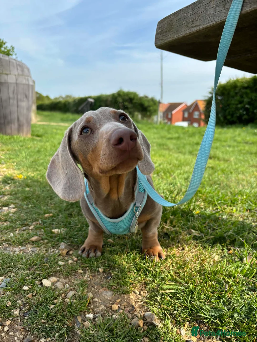 Miniature Dachshund dogs for sale: Lilac and tan miniature Dash-hound  - Advert 2