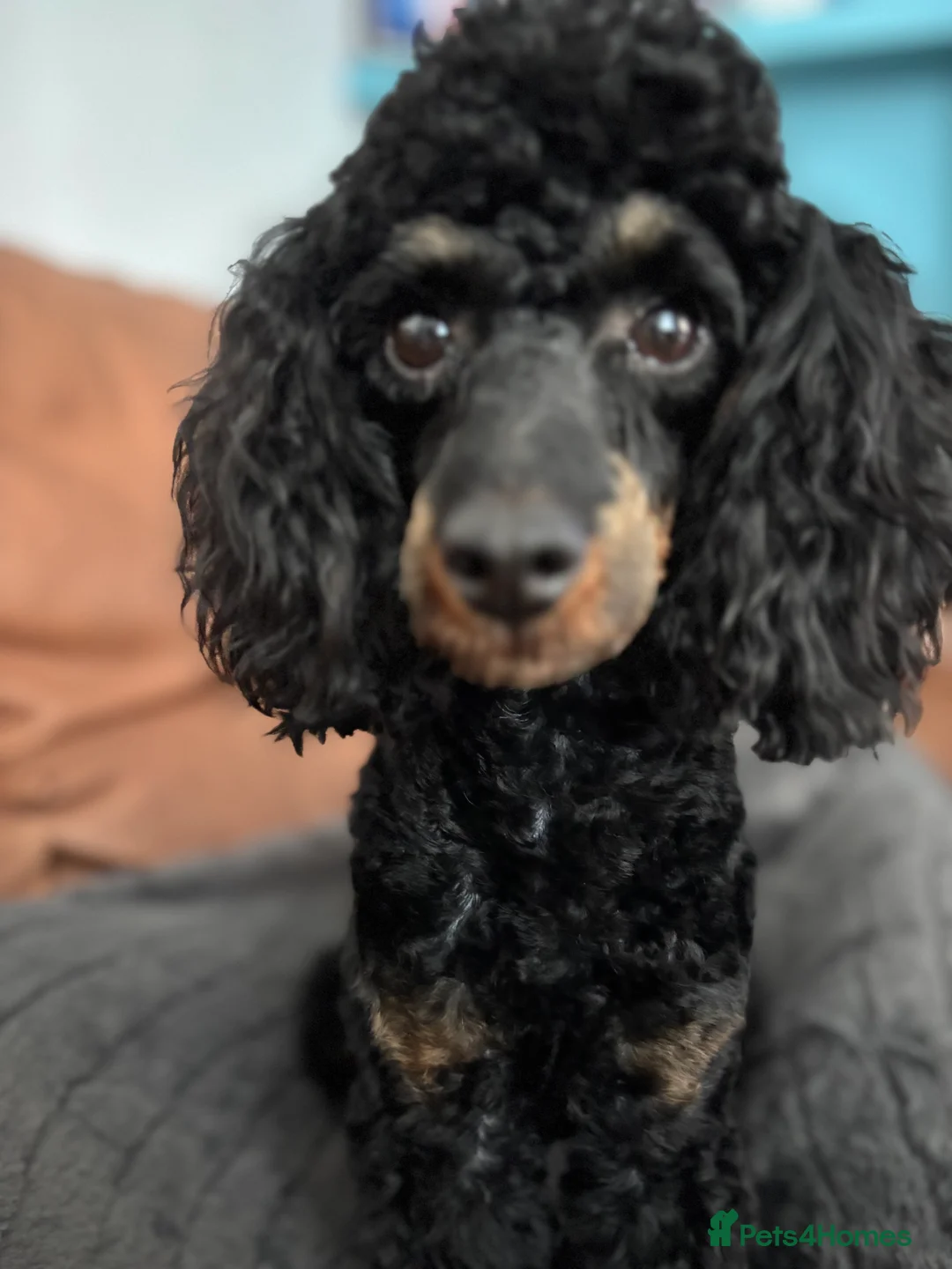 Cavapoochon dogs for sale: F1B Cavapoochon - Advert 6