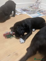 Cocker Spaniel dogs 3 stunning kc reg cocker spaniels left - Advert 3