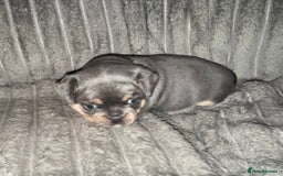 Mixed Breed dogs for sale: Frenchie cross puppy’s (80% frenchie) - Advert 10