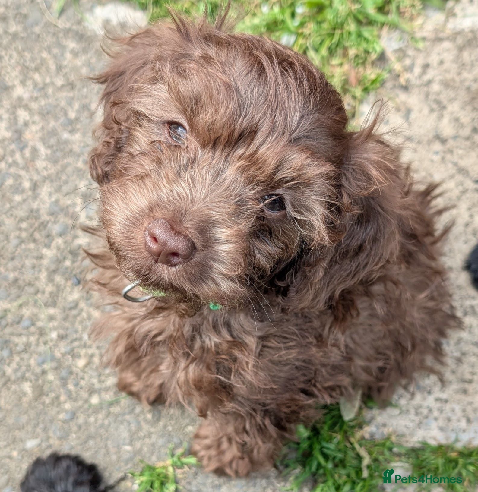 Cockapoo dogs Ready to leave. Cockapoo pups f2b - Advert 1