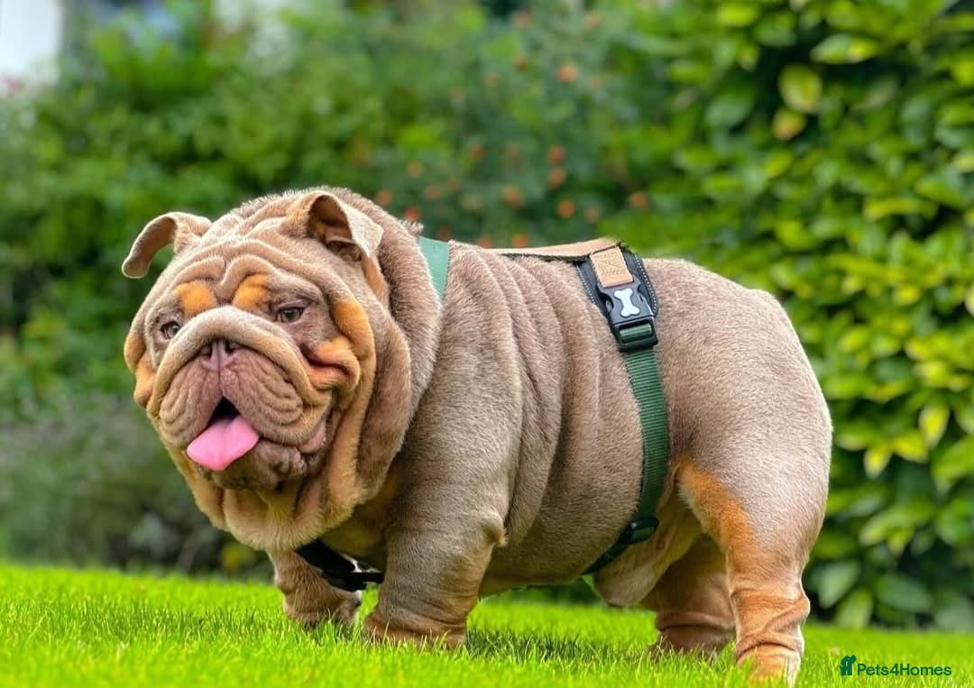 English Bulldog dogs for sale: PEDIGREE KC REGISTERED ENGLISH BULLDOGS - Advert 7