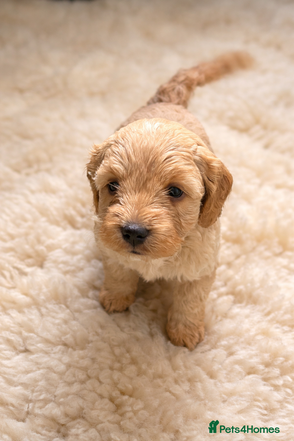 Cockapoo dogs Red Apricot cream white Curly Cockerpoo puppies - Advert 14