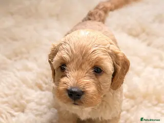 Cockapoo dogs Red Apricot cream white Curly Cockerpoo puppies - Advert 16