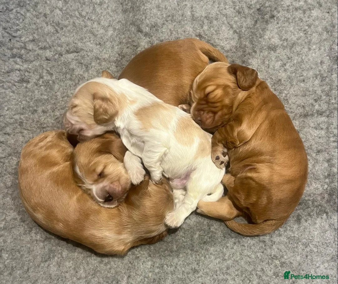 Cocker Spaniel dogs for stud: KC Sable Show Cocker STUD champ lines in Sandbach - Advert 15
