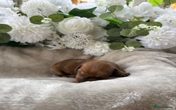 Miniature Dachshund dogs for sale: ⭐️Beautiful litter Of Rainbow Dachshund Puppies⭐️ - Image 22