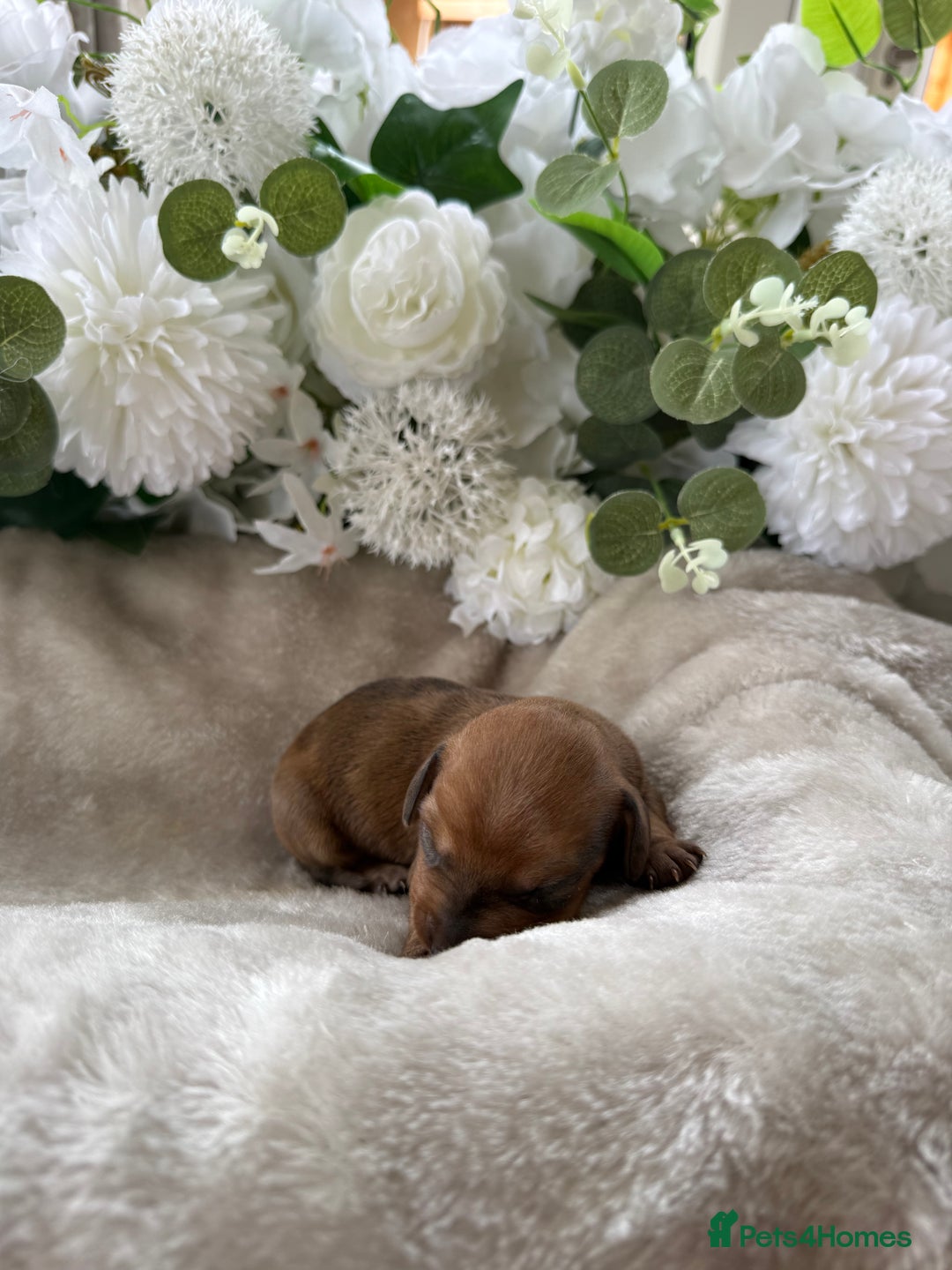 Miniature Dachshund dogs for sale: ⭐️Beautiful litter Of Rainbow Dachshund Puppies⭐️ - Image 22