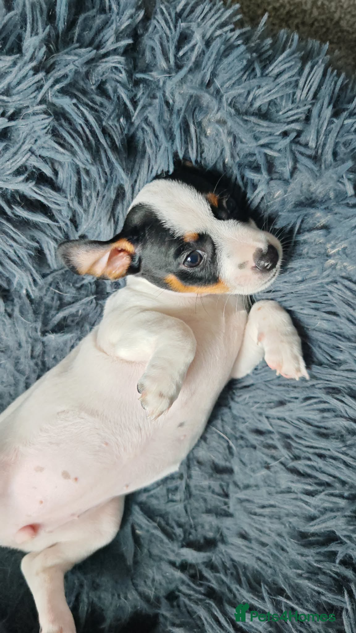 Jack Russell dogs  Beautiful Jack Russell baby girl  - Advert 2