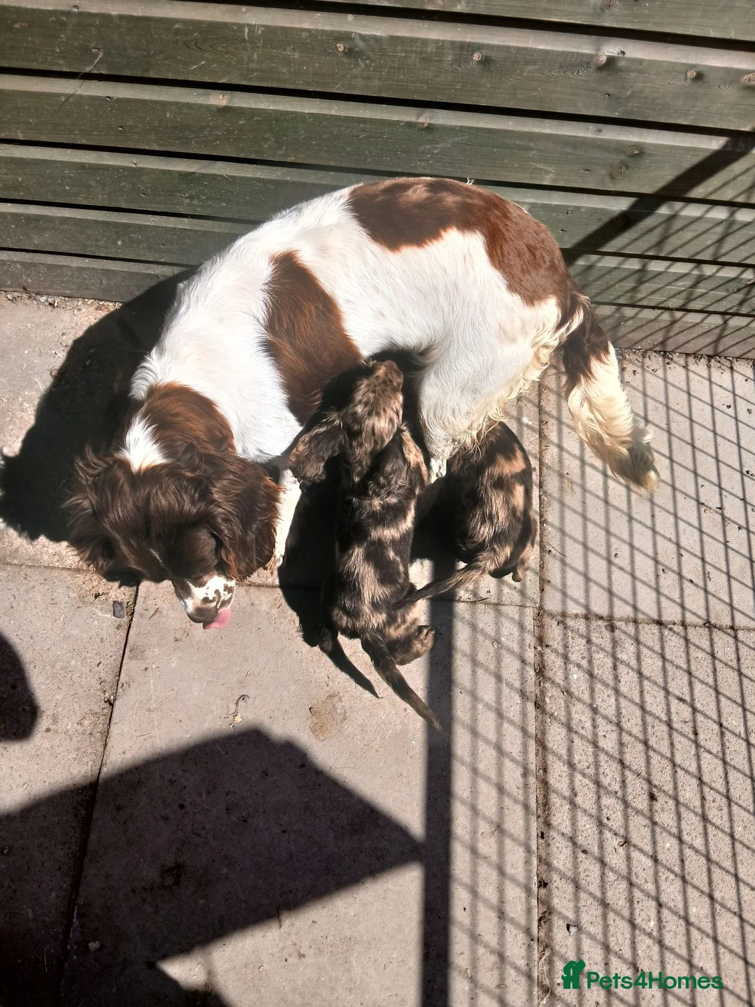 Sproodle dogs for sale: Merle Sproodle puppies - Advert 10