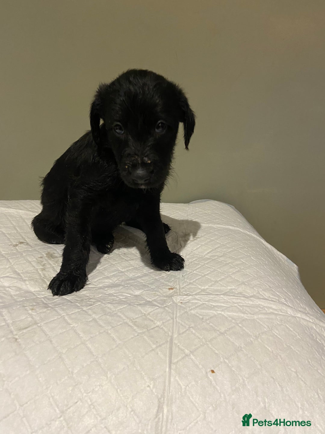 Mixed Breed dogs for sale: Bedlington x whippet  - Image 2