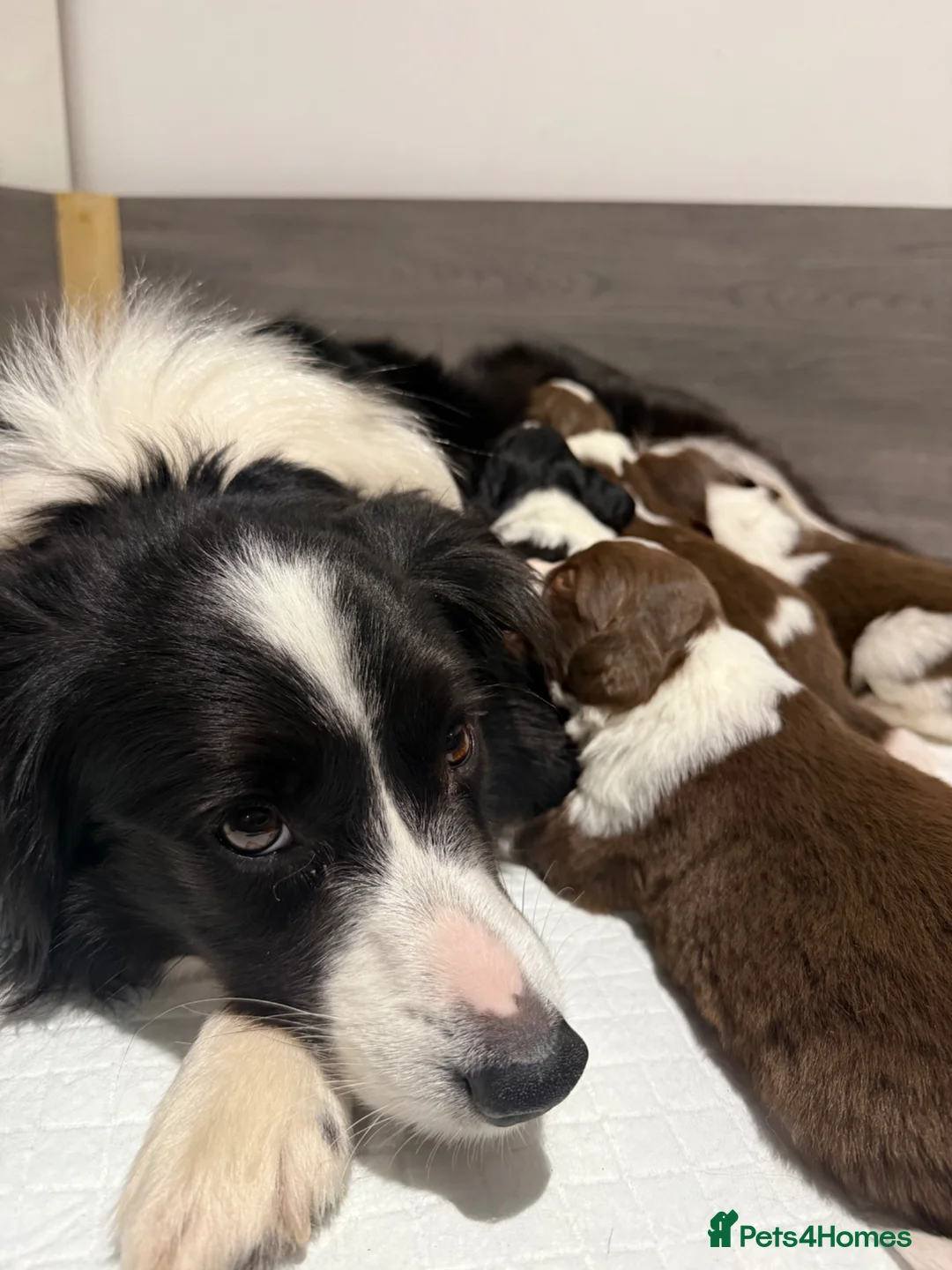 Sprollie dogs for sale: Fantastic Border Collie X Springer Spaniel Puppies - Advert 9