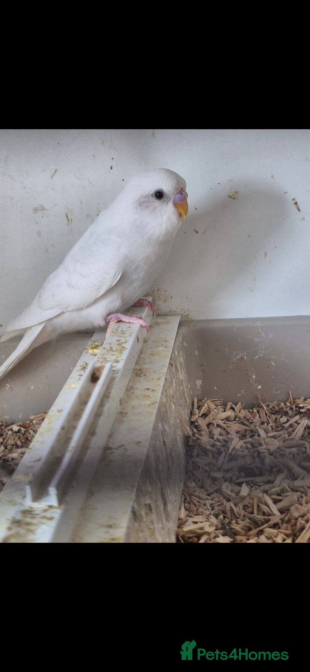 Budgerigars birds for sale: Baby Budgies £25, Male/Female £20/25Cockatiels £80 - Advert 10