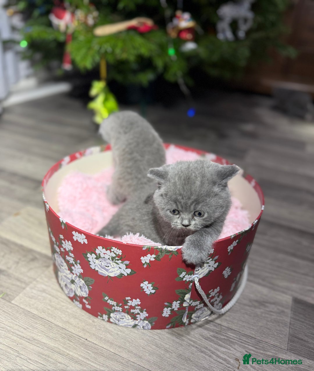 British Shorthair cats for sale: Beautiful British Shorthair Blue Kittens Available - Advert 10