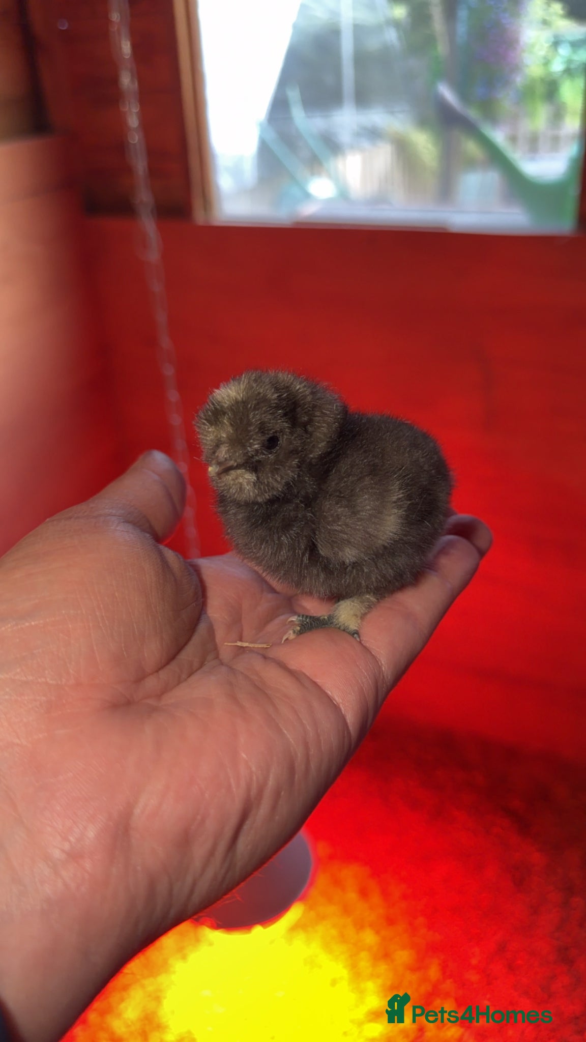 Chickens poultry Silkie Chicks - Advert 2