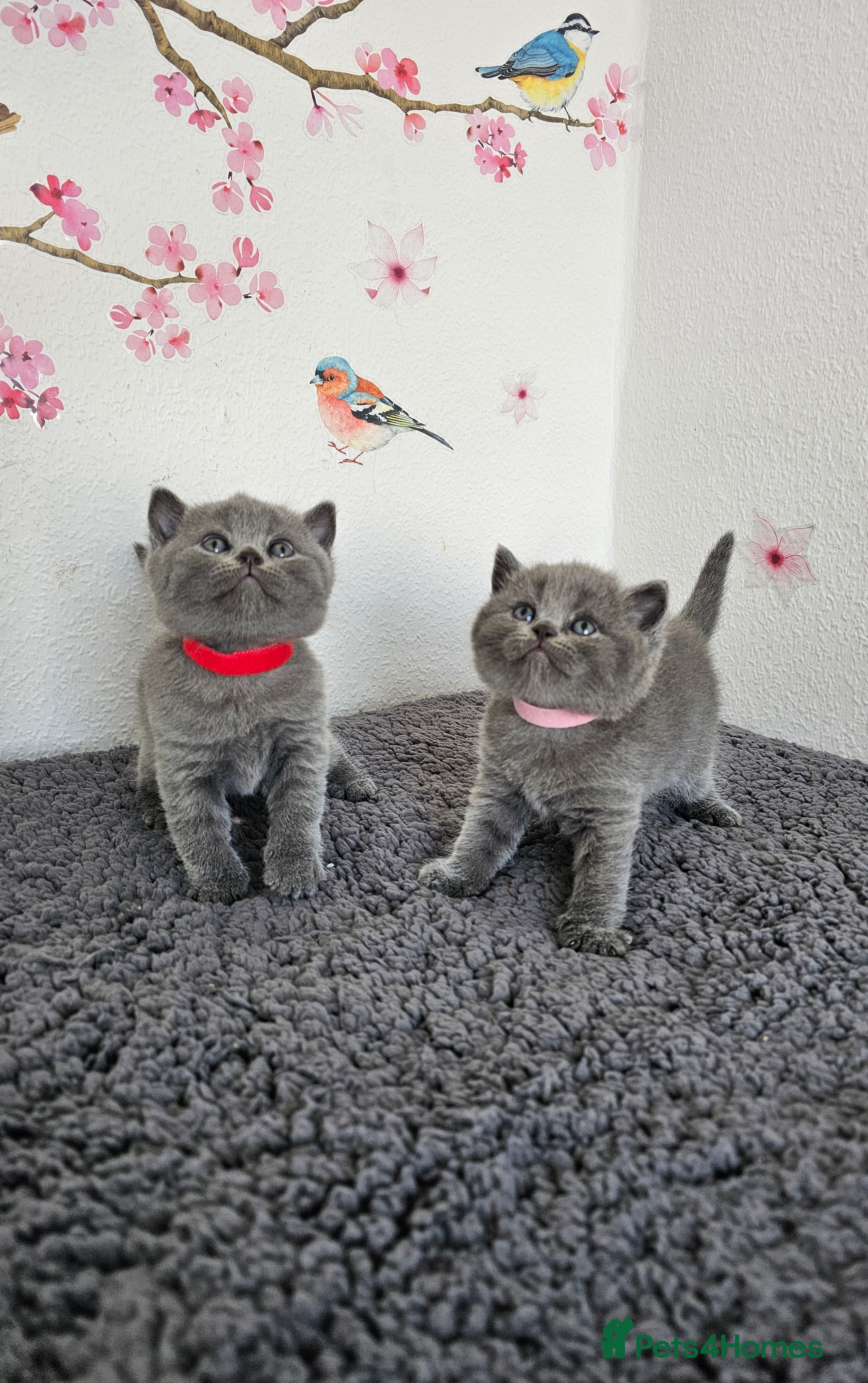 British Shorthair cats Gccf British shorthair kittens - Advert 3