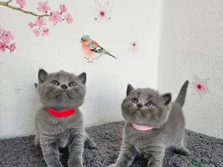 British Shorthair cats Gccf British shorthair kittens - Advert 2