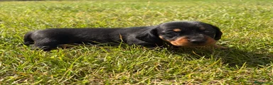 Miniature Dachshund 1