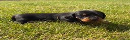 Miniature Dachshund dogs for sale: 5 stunning mini dachshunds for sale❤️🏡🥰 - Advert 27