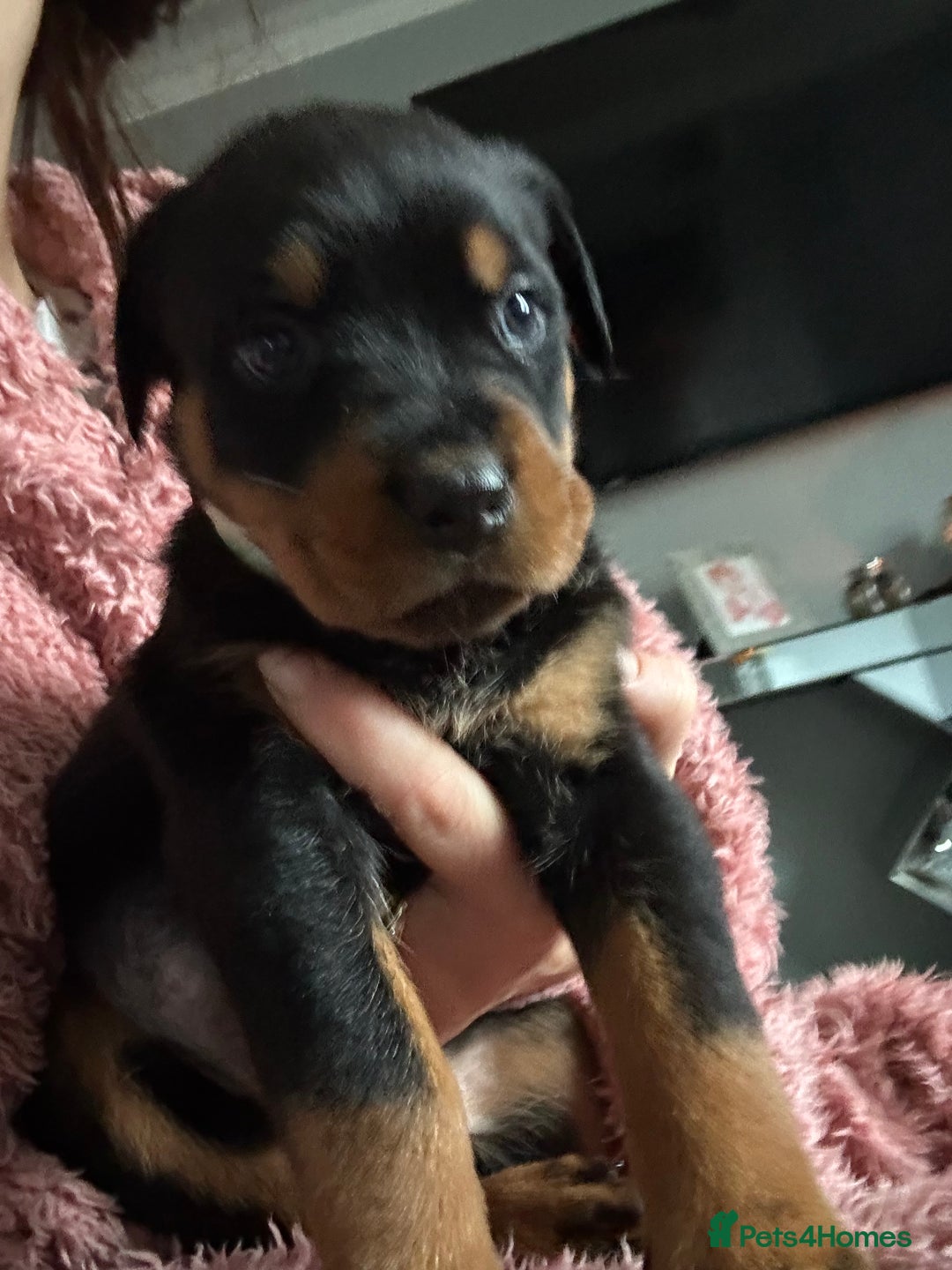Rottweiler dogs for sale: Rotwellier puppies READY NOW  - Advert 11
