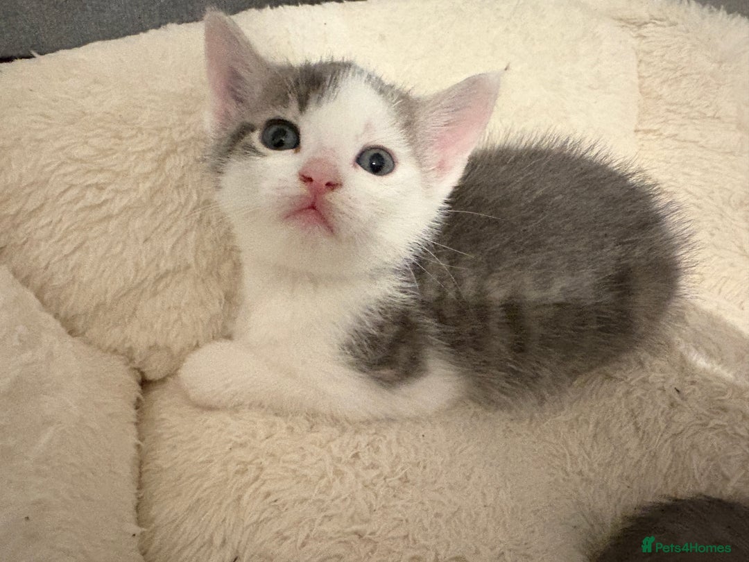 Mixed Breed cats for sale: Kittens for sale  - Image 10