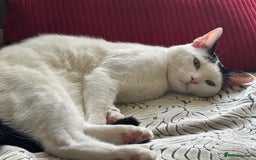 Domestic Shorthair cats for sale: Kitten for sale - Image 1