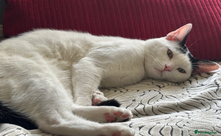 Domestic Shorthair cats - Advert 5
