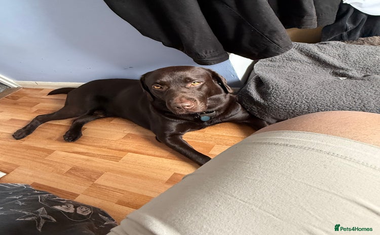 Labrador Retriever dogs - Advert 4