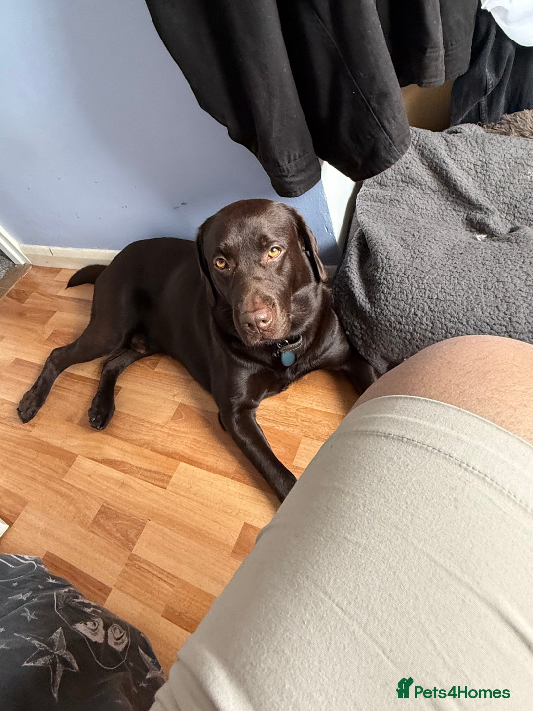 Labrador Retriever dogs for stud: Chocolate Lab for Stud - Image 1